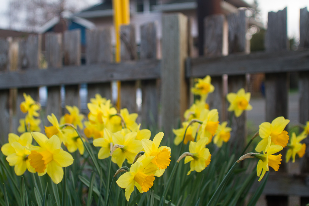 Vernal Equinox 2022 Teaching and Practice Nalandabodhi Seattle
