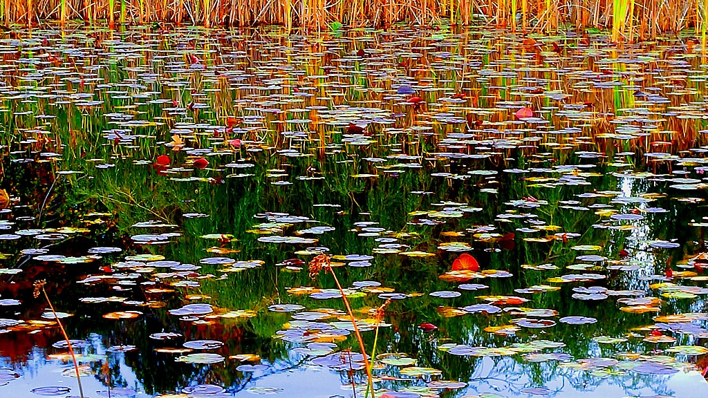 leaves in water, reflection of tree line
