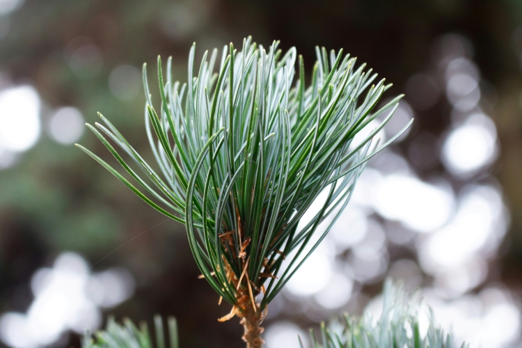 Sangha Day, Sangha Circle