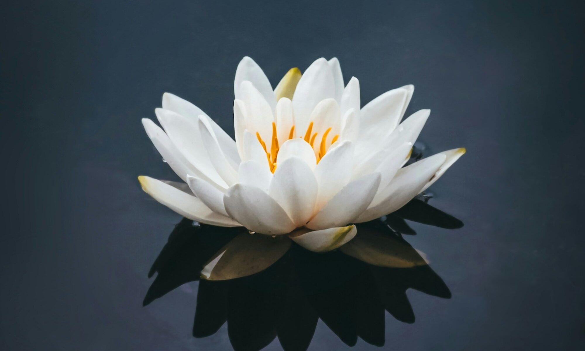 Sunday Open Meditation: Practices for Taming the Mind with NB Seattle Karunikas
